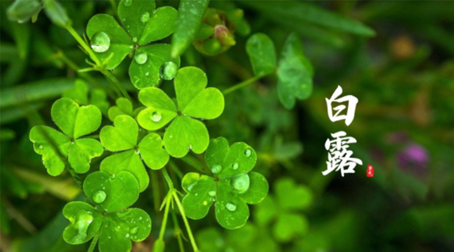 白露時(shí)節(jié)！ 金環(huán)電器提醒大家要注意這些事項(xiàng)